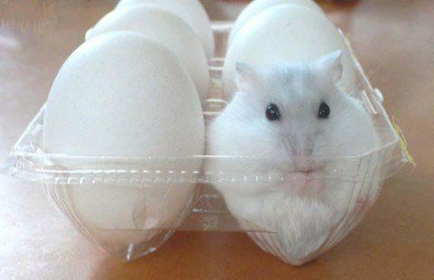 Мышка среди яиц - один в один 0