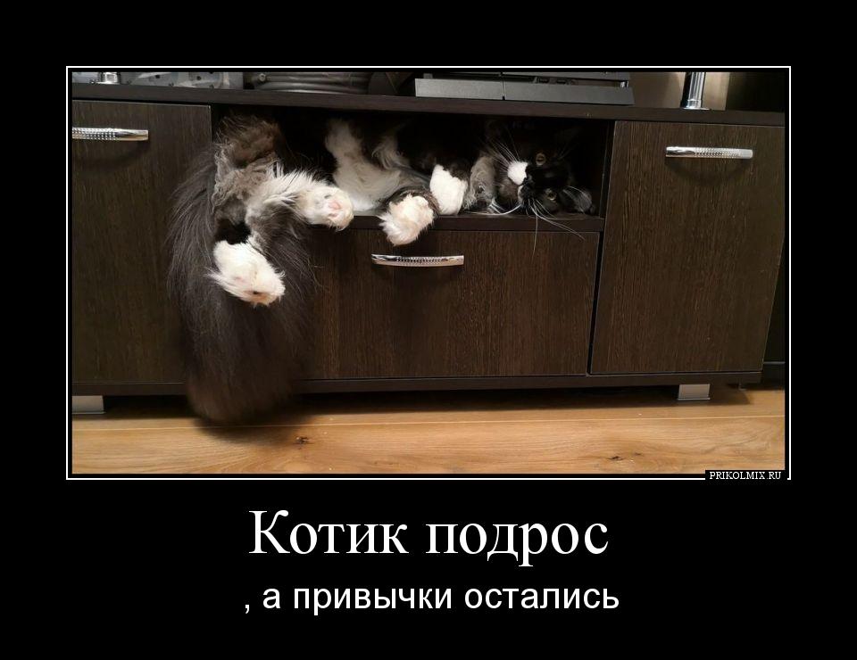 Добавь шутки. Демотиваторы с котиками. Кот демотиватор. Демотиваторы коты смешные. Демотиваторы про котов смешные.