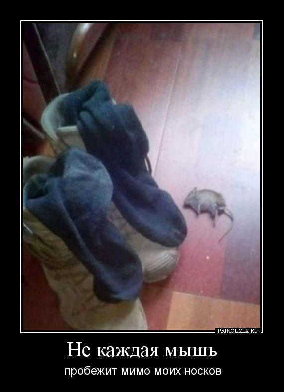 Демотиватор : Не каждая мышь пробежит мимо моих носков
