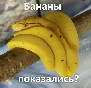 Бананы? 0