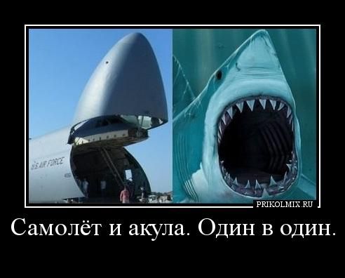 Самолёт и акула. Один в один. 0