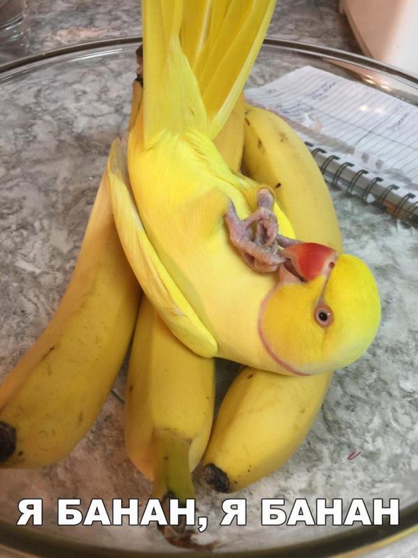 Я банан, я бананнннннннннннннн 0