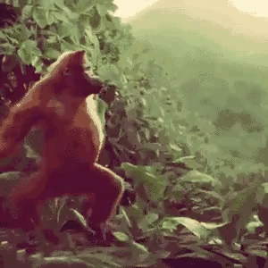Танцующая обезьяна. Наступили выходные 0